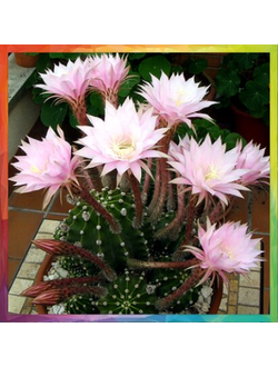 Echinopsis eyriesii