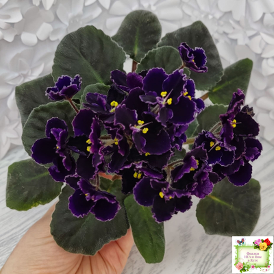 Mac's Black Pearl (G.McDonald) (лист посажен 01.11.25)