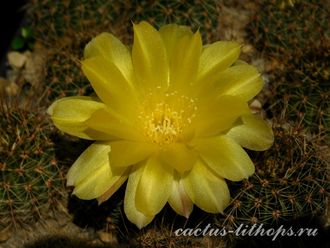 Lobivia aurea v.sierragrandensis WR-711b - 10 семян