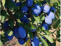 Саженцы сливы (наличие в садовом центре)