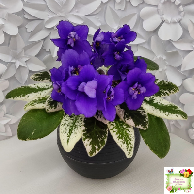 Hodss-Norway (Яна Ходченко) 2019 г. (пестролистный лонг)