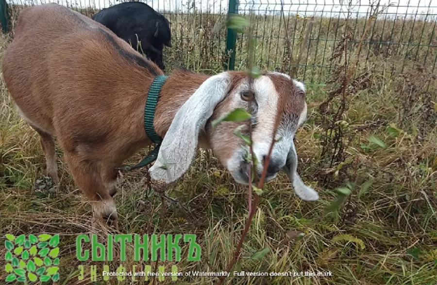 Любопытные и дружелюбные нубийские козы