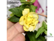 Гельземиум махровый / Gelsemium sempervirens ‘Pride of Augusta’