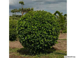 Топиар Боярышник обыкновенный в форме шара