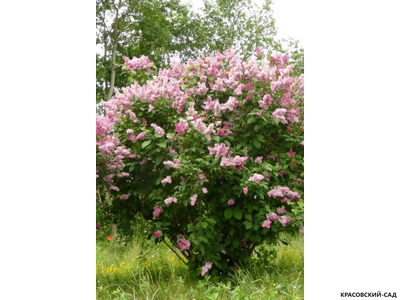 Сирень венгерская