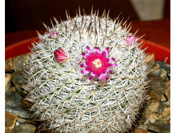 Mammillaria klissingiana - 10 семян