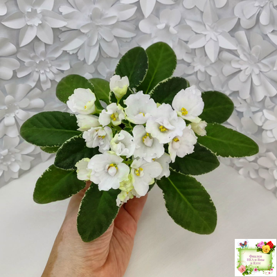 ЛЕ-Стрекоза (Е. Лебецкая) 2020 г. (пестролистный лонг)