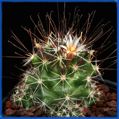 Neolloydia odorata RS 1222