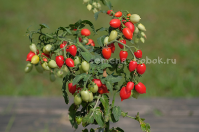 Томат LITTLE HEARTBREAKER (Маленький сердцеед), 10 шт