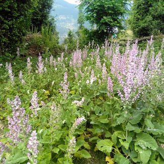 Шалфей мускатный (Salvia sclarea), цветущие верхушки, Индия (10 мл) - 100% натуральное эфирное масло