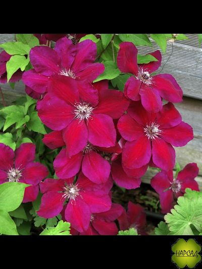 Клематис "Westerplatte" (Вестерплатте)