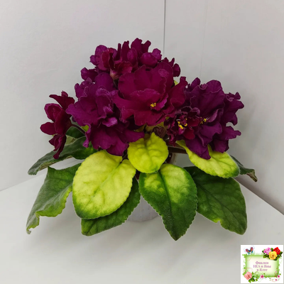 ЕК-Бой Быков Голд (Е. Коршунова) 2014 г.