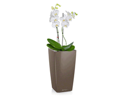 Орхидея Фаленопсис + MAXI-CUBI
