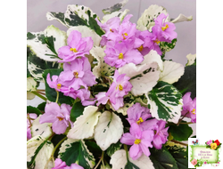 Cherokee Trail (L. Ray) трейлер (пасынок сорт посажен 06.10.25)