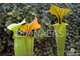 Sarracenia Flava Ornata A