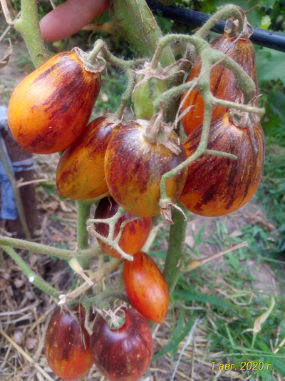 Томат Гном бой с тенью (Dwarf Shadow Boxing, США)