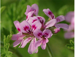 Гидролат Герань розовая (Pelargonium graveolens) (цветы+листья) 100 мл
