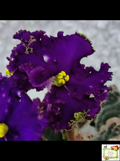 МТ-Моя Вселенная (М. Тотиева) 2023 г.