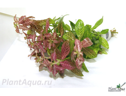 Гигрофила узорчатая (пучок)