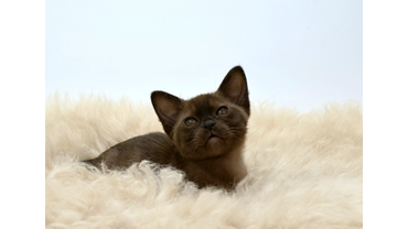 Соболиный котенок бурмы