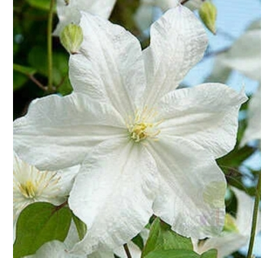 Клематис Snow Storm (Сноу Шторм) в контейнере 2л