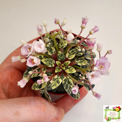 Precious Pixie (S.Sorano)