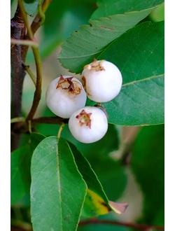 Ирга Альтаглоу