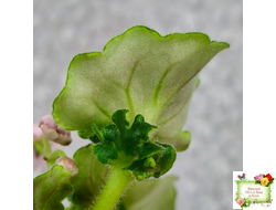 LV-Прелесть (Л. Шевелева) сеянец (стартер)