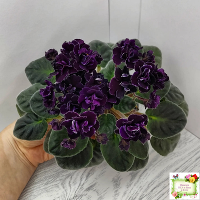 Mac's Black Uhuru (G. McDonald)