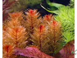 Перистолистник красный (меристемный)