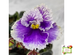 Н-Тет-а-Тет (Н. Бердникова) 2019 г. (лист посажен 21.10.25)