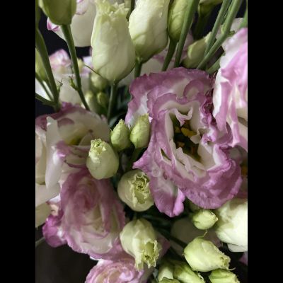 Эустома 9 шт