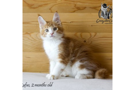 Волгоградский питомник Мейн кунов GangsterCat. Сайт: www.gangstercat.ru Тел: +7 (917) 335-09-66 (WhatsApp, Viber, Telegram), Татьяна.