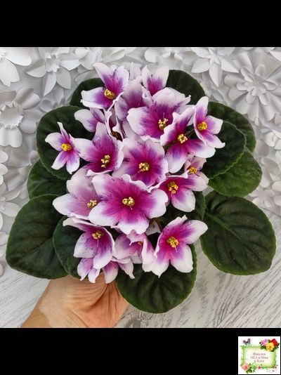 Dn-Райська Насолода (Д.Денисенко) химера (стартер сорт)