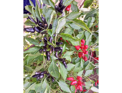 Перец острый Турецкий цветок (Turkish Flower)