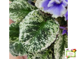 Shirl's Ruffled Petticoat (S. Sanders)