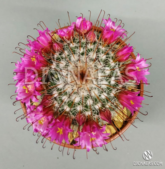 Mammillaria Spinosissima, Маммиллярия колючейшая, кактус колючий ...