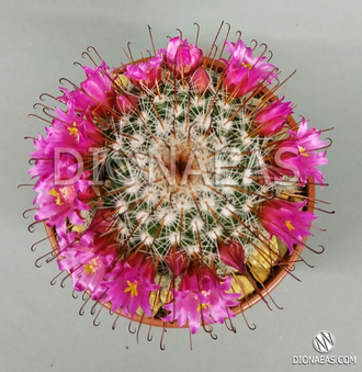 Mammillaria Spinosissima