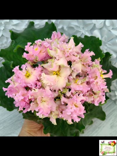 АВ-Златые Горы (Фиалковод) 2021 г.