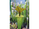 Sarracenia Flava Ornata A