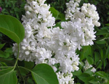 Мадам Лемуан сирень (Syringa vulgaris Madame Lemoine)