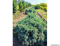 Можжевельник Блю Стар - Blue Star