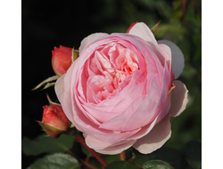 Роза Оливия Роуз Остин (Rosa Olivia Rose Austin), ОКС,  Россия