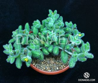 Delosperma Echinatum