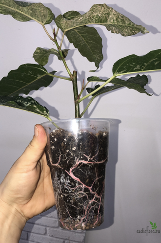 Ficus Altissima ‘New Clon’ / фикус алтиссима нью клон