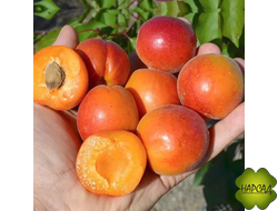 АБРИКОС ЦАРСКИЙ (РАННИЙ, САМОПЛОДНЫЙ) саженец 3 года, цветущий