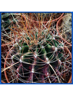 Hamatocactus sinuatus v. papyracanthus SB 282