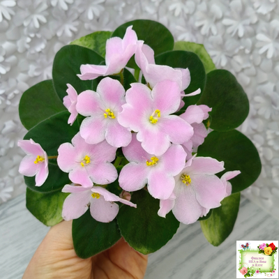 Н-Принцесса на Горошине (Н. Бердникова) 2014 г.