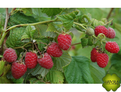 Зоренька Алтая (СРЕДНЕСПЕЛАЯ, малошипная, крупноплодная)