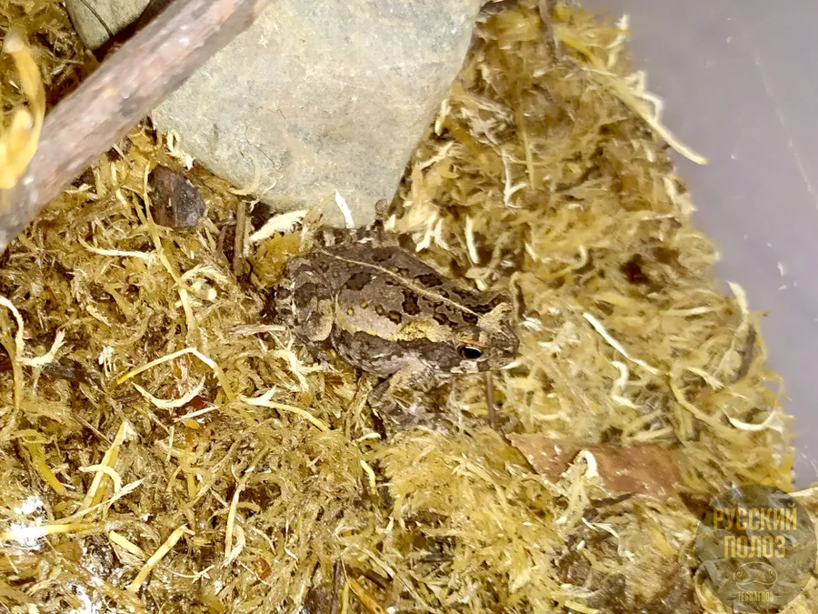 ЖАБА АГА, RHINELLA MARINA